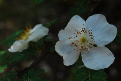 Rosa omeiensis 'Pteracantha' - růže omejská - květ